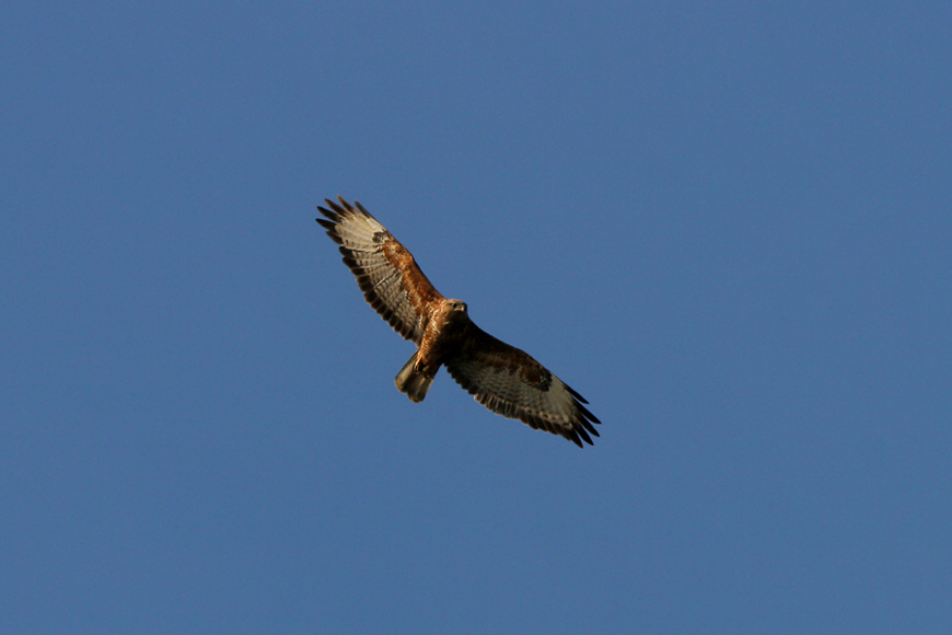 Poiana delle steppe-buteo buteo vulpinus